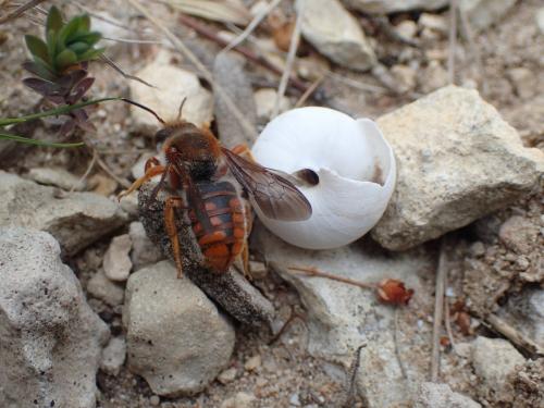 Réf. 252 363 : Rhodanthidium sticticum