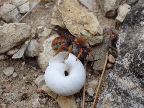 Réf. 252 364 : Rhodanthidium sticticum