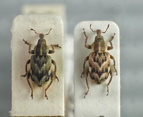 Coniatus divers
