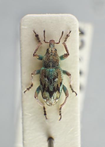 Réf. 252 063 : Coniatus deyrollei