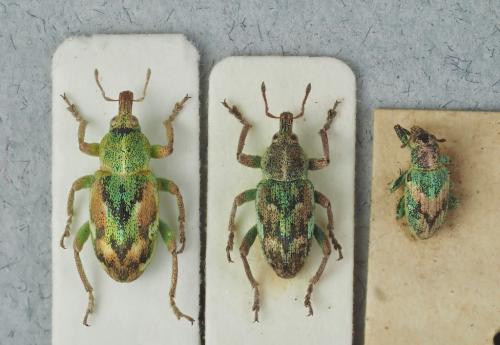 Coniatus divers