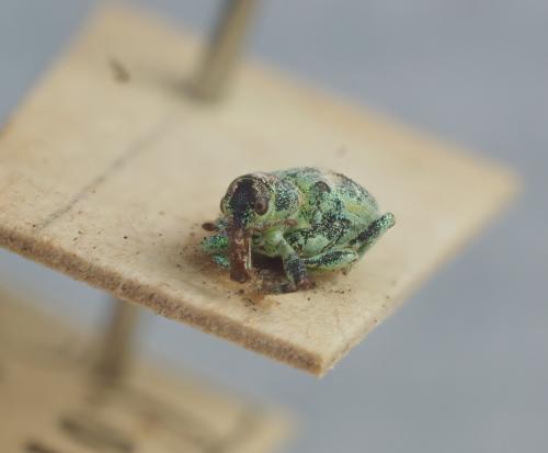 Coniatus suavis
