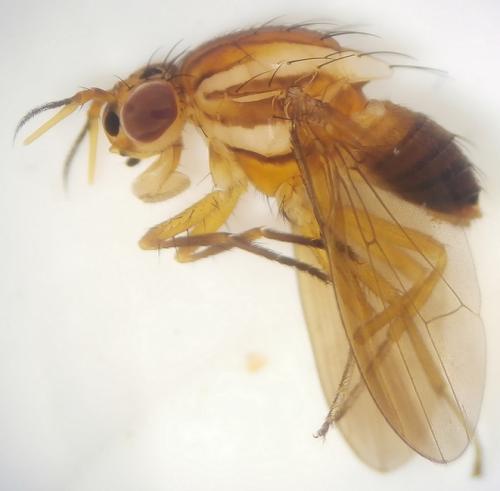 Pachycerina sp.