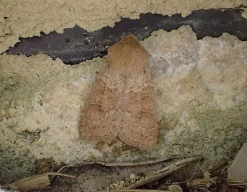 Réf. 252 257 : Orthosia miniosa