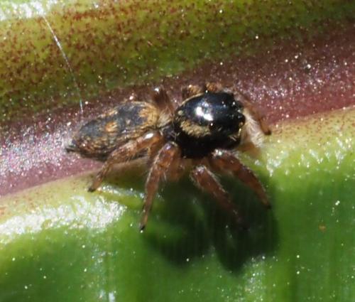 Carrhotus xanthogramma
