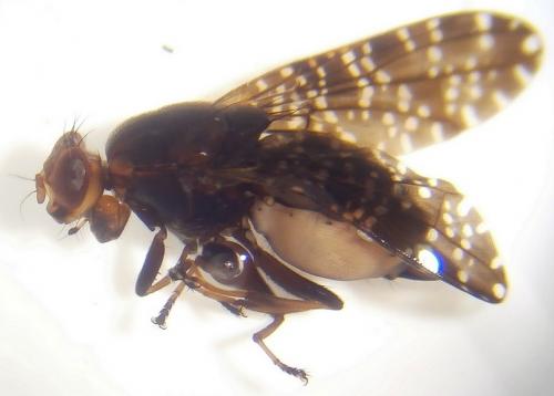 Réf. 252 371 : Peltacanthina sp.