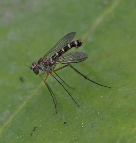 Sciapus sp.