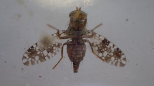 Réf. 252 668 : Tephritis ruralis