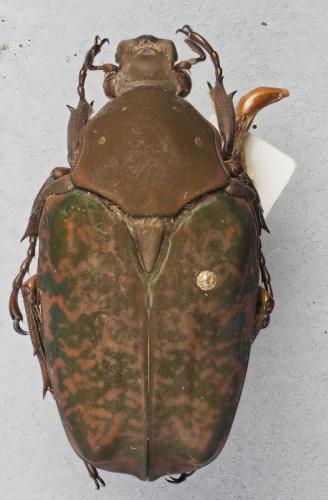 Pseudinca marmoratus