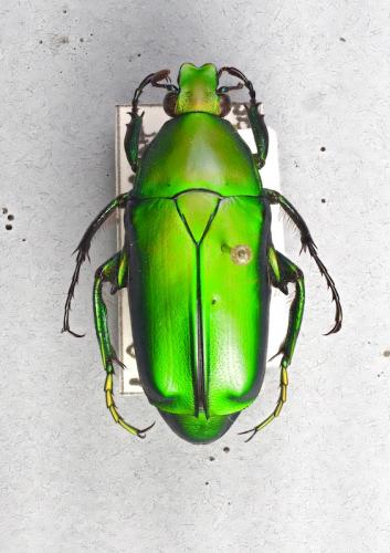 Réf. 252 655 : Caelorrhina concolor