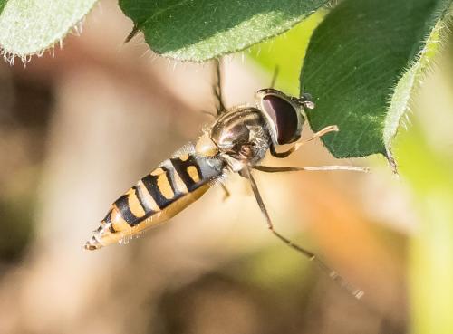 Réf. 252 566 : Episyrphus balteatus