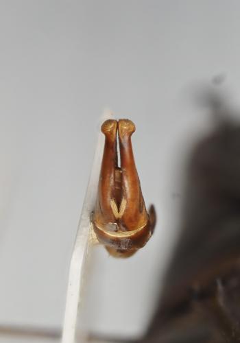 Pseudinca marmoratus