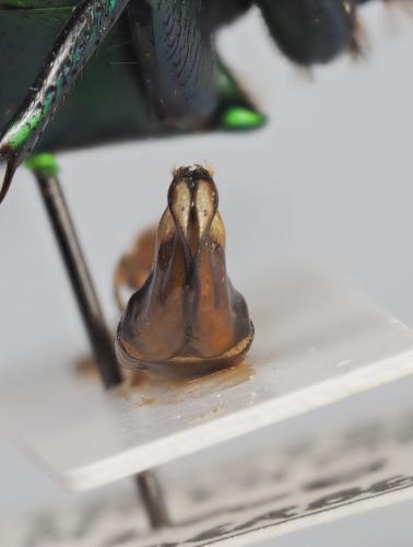 Caelorrhina concolor