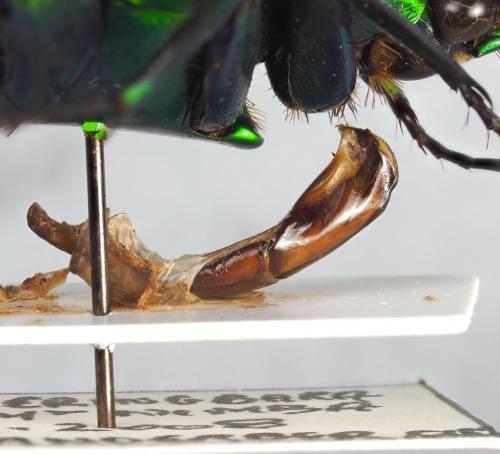 Caelorrhina concolor