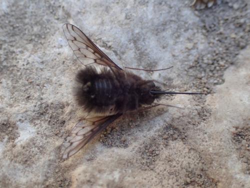 Bombylius discolor