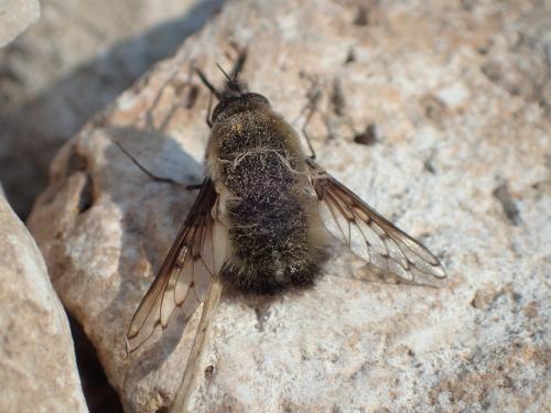 Bombylius discolor