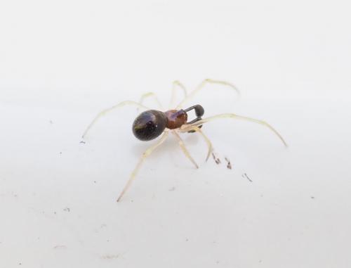 Réf. 252 906 : Neottiura bimaculata