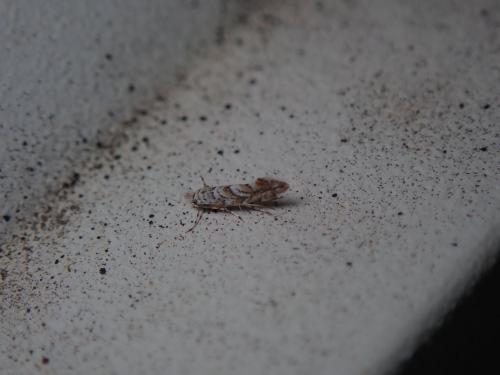 Triberta helianthemella