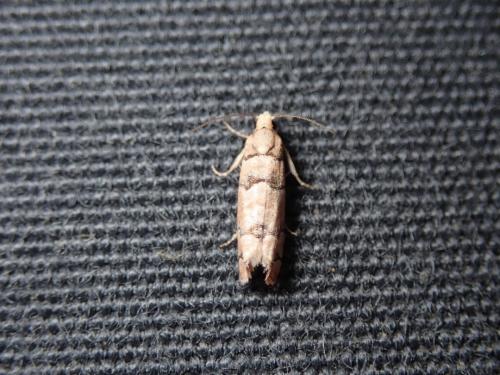 Réf. 252 325 : Pseudococcyx tessulatana