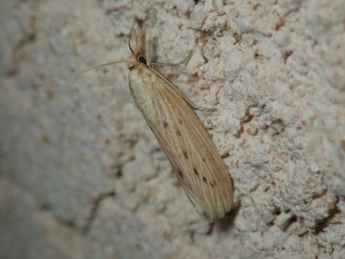Réf. 252 340 : Ematheudes punctella