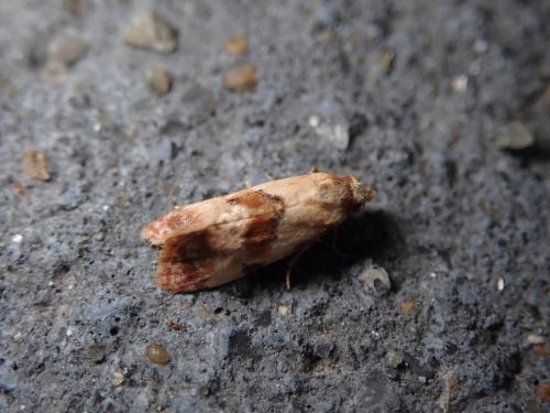 Cochylis millierana