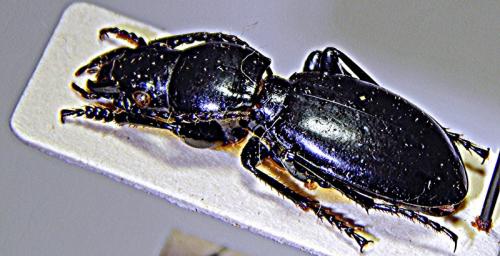 Percus patruelis