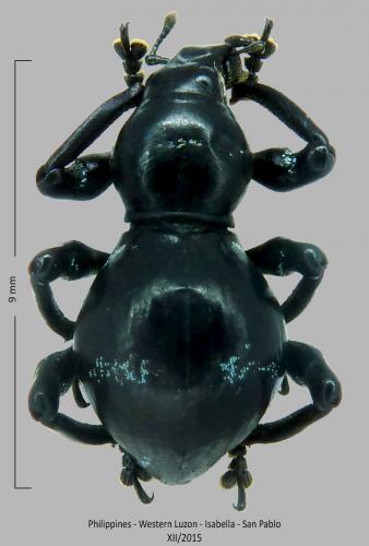 Réf. 252 091 : Pachyrhynchus orbifer callainus