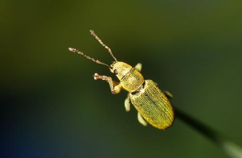 Réf. 252 856 : Pachyrhinus lethierryi