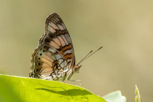 Junonia sophia