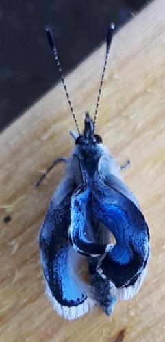 Celastrina argiolus