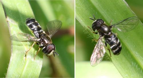Réf. 252 227 : Paragus sp.