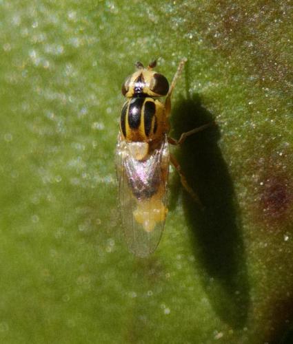 Réf. 252 245 : Thaumatomyia notata