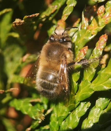 Anthophora plumipes