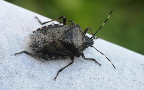 Réf. 252 533 : Rhaphigaster nebulosa