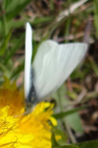 Réf. 252 843 : Pieris rapae