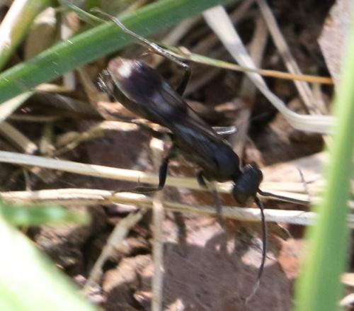 Priocnemis sp.