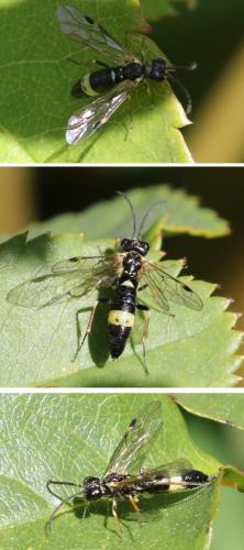 Emphytus sp.