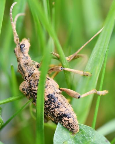 Réf. 252 747 : Rhagium sycophanta