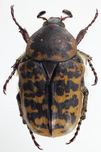 Réf. 252 699 : Atrichelaphinis tigrina