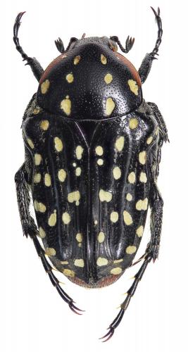 Cyrtothyrea marginalis