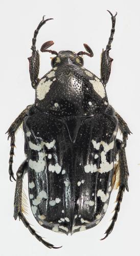Réf. 252 575 : Leptothyrea perroudi