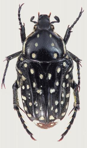 Réf. 252 461 : Cyrtothyrea testaceoguttata