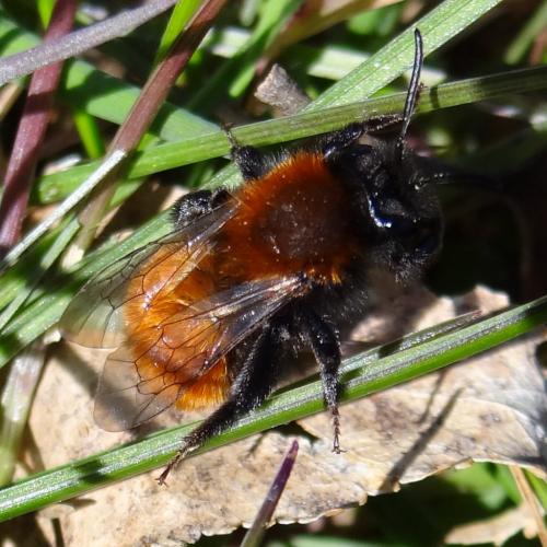 Réf. 252 754 : Andrena fulva