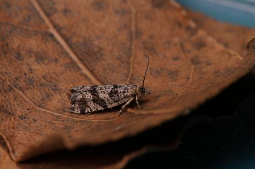 Rhopobota stagnana
