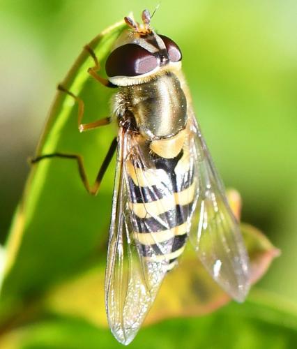 Syrphus vitripennis