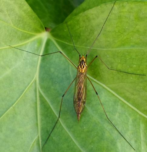 Nephrotoma sp.