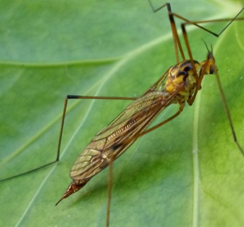 Nephrotoma sp.