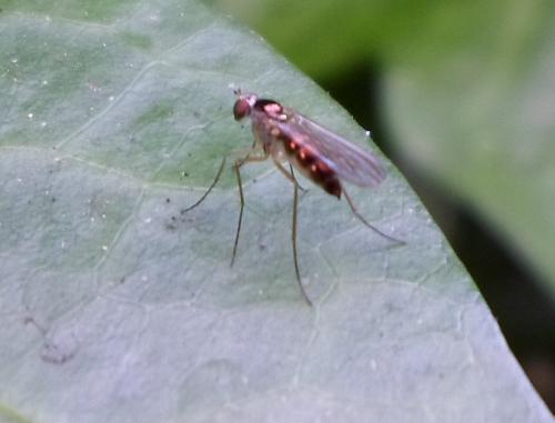 Sciapus sp.