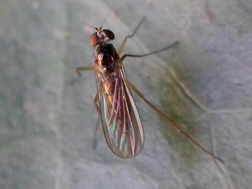 Sciapus sp.