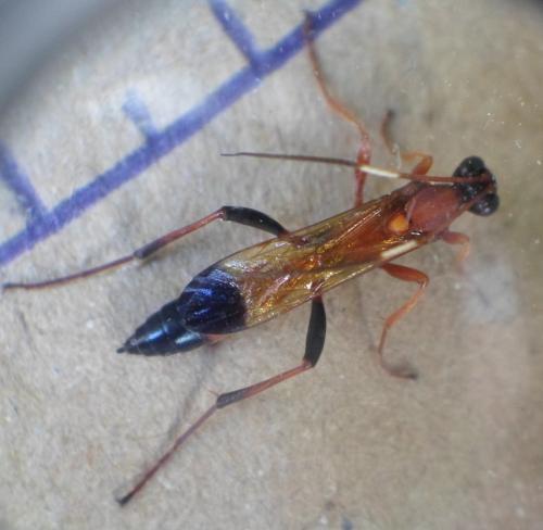 Ctenochares bicolorus